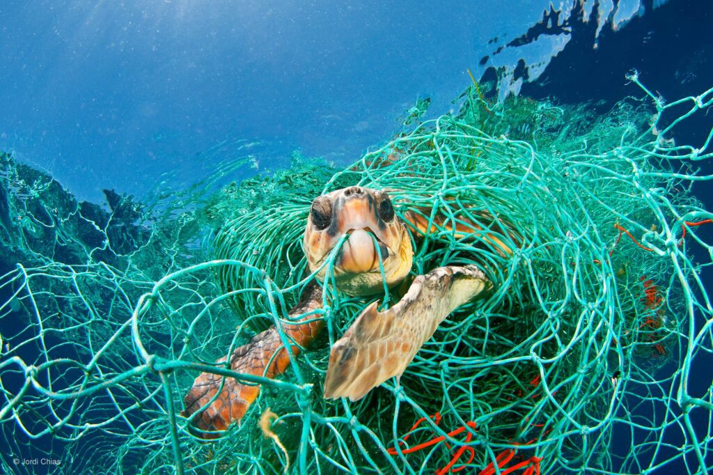 A sea turtle trapped in plastic netting underwater.