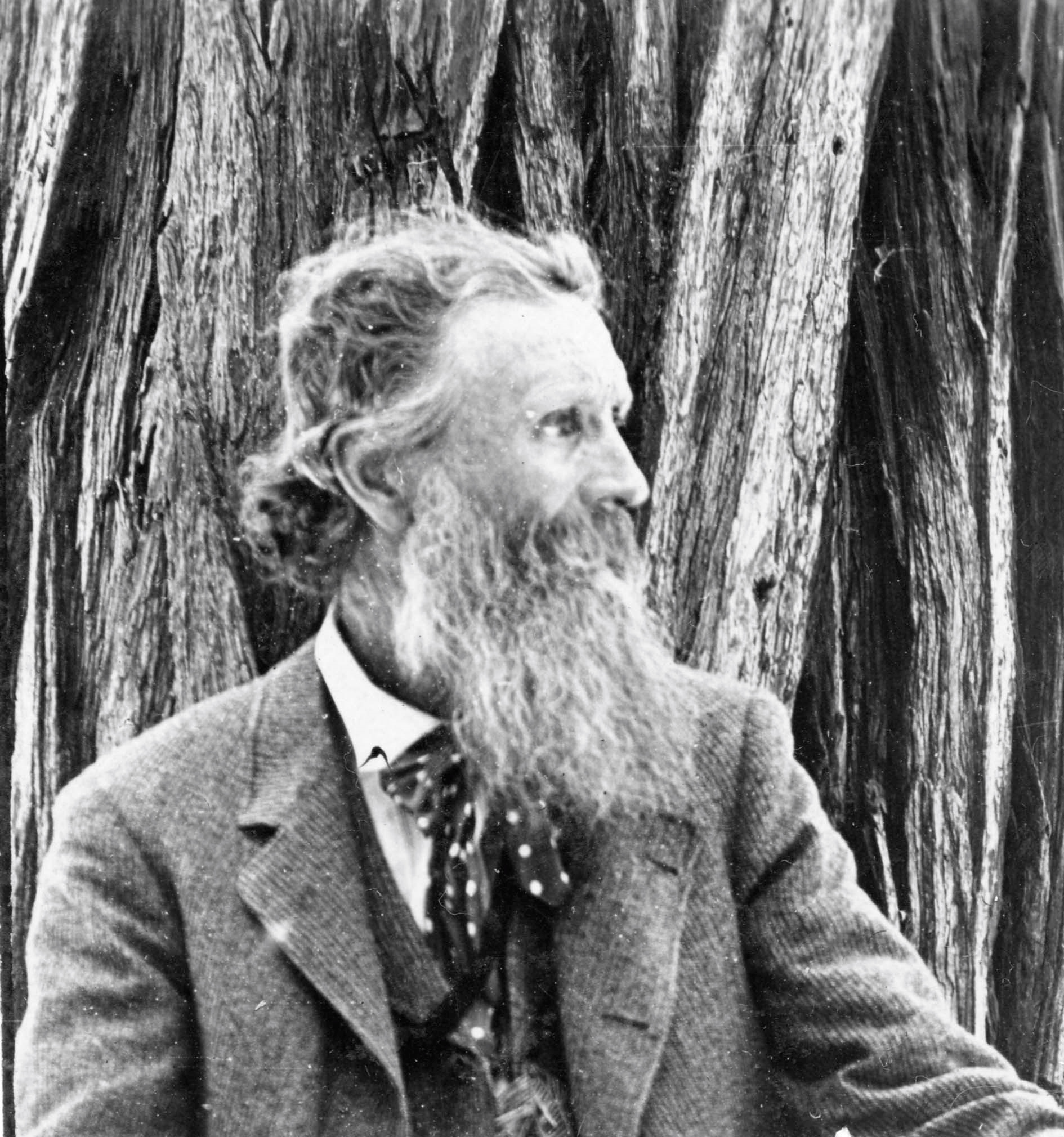 A long-bearded John Muir gazes sideways in front of a tree and wears a suit.