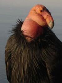 A California Condor with the ocean in the background.